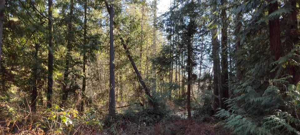 Widow maker fallen tree in forest hanging danger Stock Photos