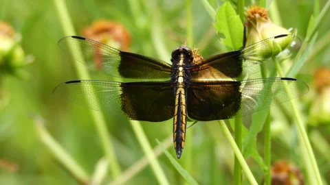 Widow Skimmer Dragonfly Stock Footage 242946207