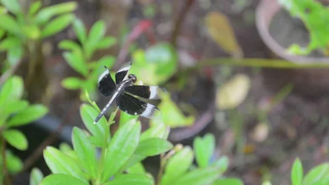 Widow skimmer dragonfly on leaf Stock Footage 159792833