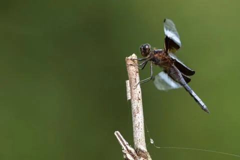 Widow Skimmer Foto stock