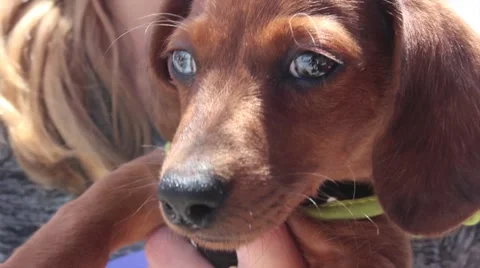Wiener Dog Close Up Stock Footage 68796271