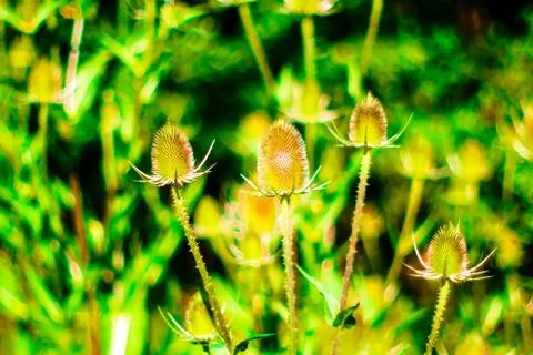 Wierd Flower Stock Photos