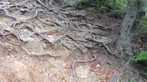 Wierd Root Deep Forest in Mountains – Crimea , Alushta , Valley Of Ghosts Stock Footage 83281755