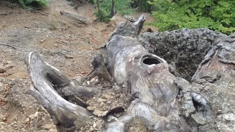 Wierd Root Tree Deep Forest in Mountains – Crimea , Alushta , Valley Of Ghosts Stock Footage 83281719