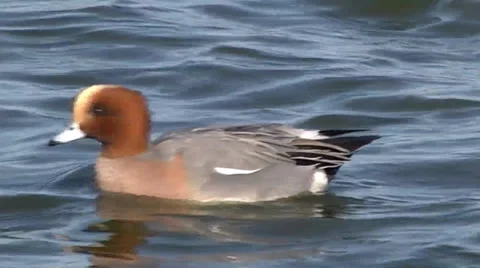 WIGEON #1 库存影片 36184982