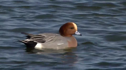 WIGEON #2 Stock Footage 36185087