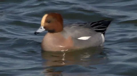 WIGEON #3 Stock Footage 36185355