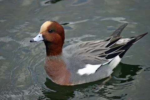 Wigeon duck floating on water Stock Photos