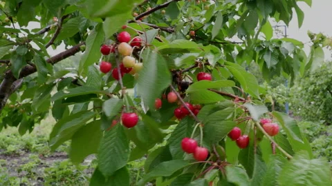 Wiggle a branch with cherry berries in the wind on a rainy day. Orchard. Stock Footage 155250849