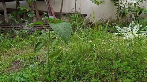 Wiggle small plant leaves because rain fall drop Stock Footage 145570081