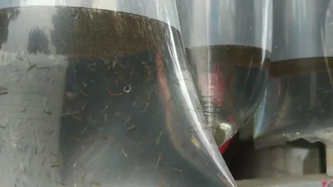 Wiggler Stock Footage 253169658