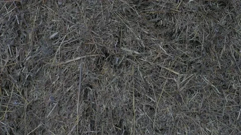 Wiggling grass in haystack, background  8 Video stock 149808057