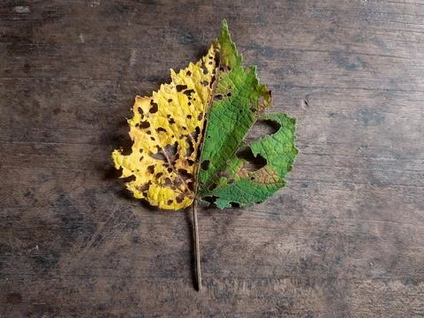 Wihered and perforated leaf Stock Photos