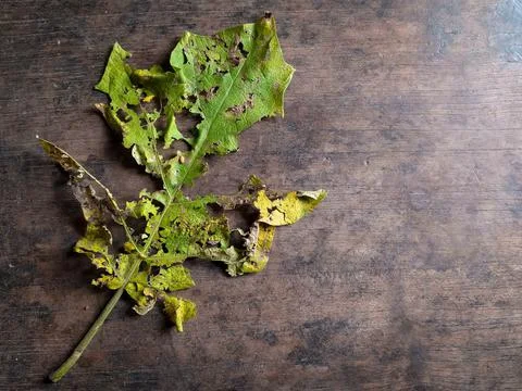 Wihered and torn leaf Stock Photos