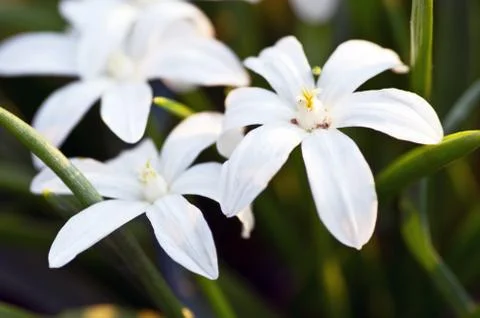 Wihte flowers Stock Photos