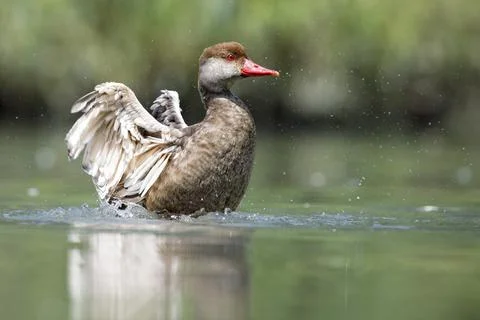 Wiild Duck while splashing on water Stock Photos