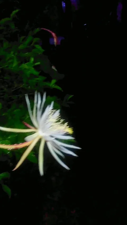 The Wijaya Kusuma Flower Video stock 237858853