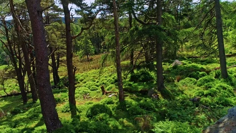 Wiklow june 2018 스톡 동영상 93905585