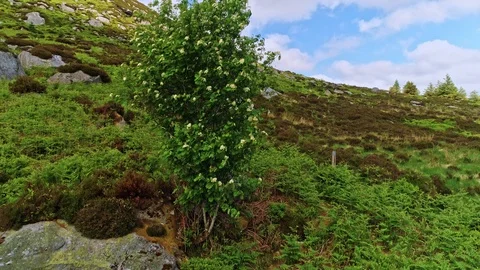 Wiklow june 2018 Stock Footage 93905865