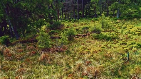 Wiklow june 2018 Stock Footage 93906812