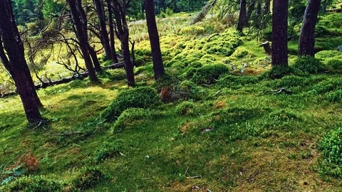 Wiklow june 2018 Stock Footage 93907829