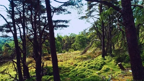 Wiklow june 2018 Stock Footage 93908374