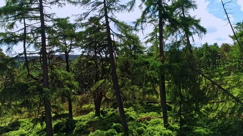 Wiklow june 2018 Stock Footage 93908451