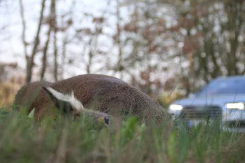 Wild accident with roe deer Stock Photos