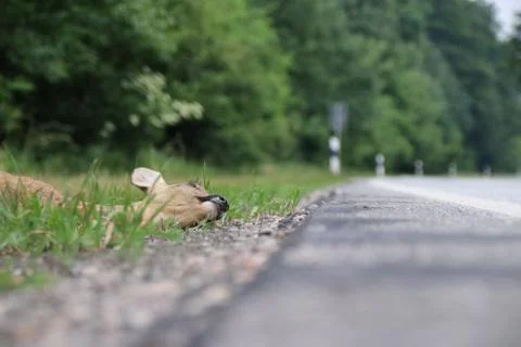 Wild accident with roe deer Stock Photos