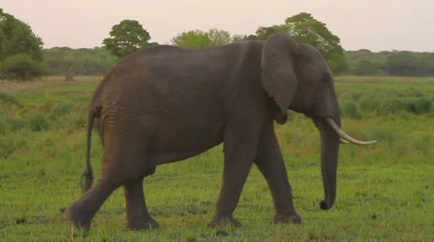 WIld Africa: Pan between Two Elephants at Magic Hour Video stock 56364585