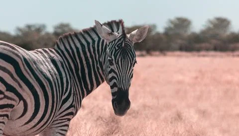 Wild african animals.  African Mountain Zebra standing  in grassland. Etosh.. Stock Photos
