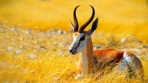 Wild african animals. The springbok (medium-sized antelope) in tall yellow gr Stock Photos