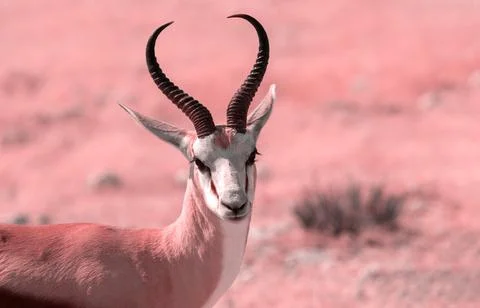 Wild african animals. The springbok (medium-sized antelope) in tall yellow gr Stock Photos