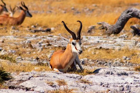 Wild african animals. The springbok (medium-sized antelope) in tall yellow gr Stock Photos