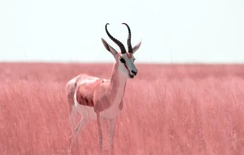 Wild african animals. The springbok (medium-sized antelope) in tall pink gr.. Stock Photos