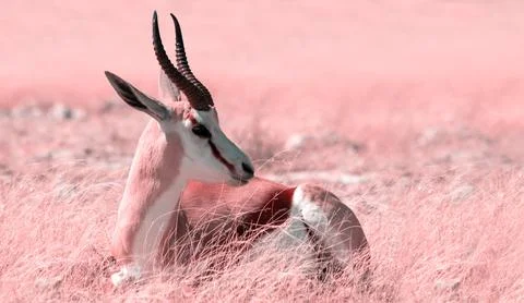 Wild african animals. The springbok (medium-sized antelope) in tall yellow .. Stock Photos