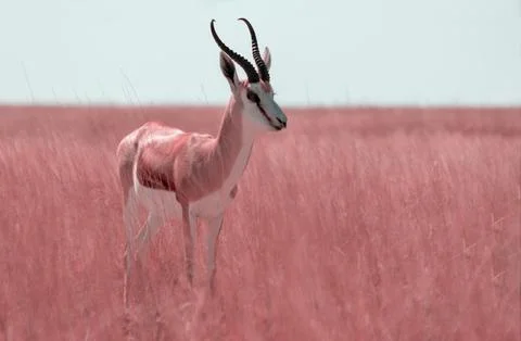 Wild african animals. The springbok (medium-sized antelope) in tall yellow .. Stock Photos