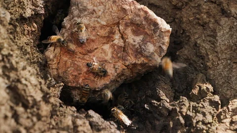 Wild African Bees buzz in and out of underground hive, close up view Stock Footage 239808933