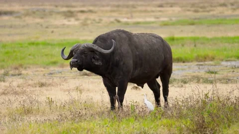 Wild African Buffalo Stock Footage 326497934