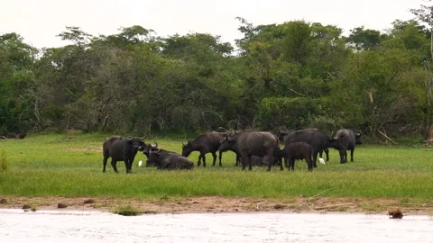 Wild african buffalo herd resting and grazing by river shore Stock Footage 333524434