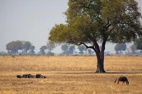 Wild African Buffalo Stock Photos