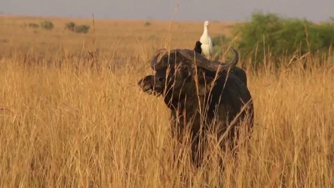 Wild African Buffalos Stock Footage 69993243