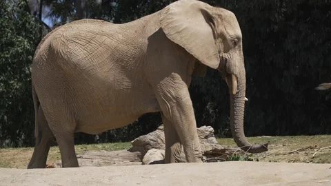 Wild african elephant eats branch slow motion Stock Footage 151494832
