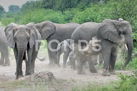 WILD African Elephant Family camouflages by throwing dirt in Uganda, Africa. Stock Photos