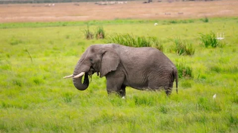 Wild African Elephant Stock Footage 326497824