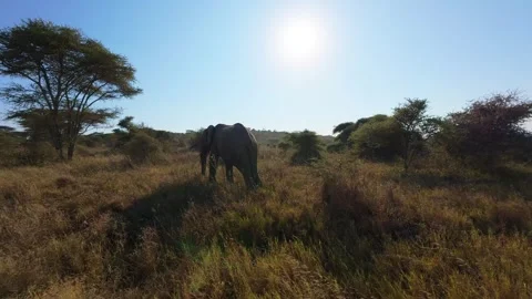 Wild African Elephant Stock Footage 327620412