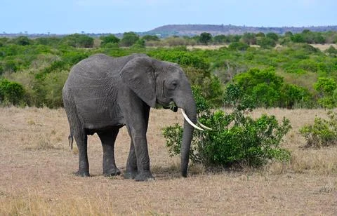 Wild African elephant in a natural environment. Kenya, Africa Foto stock