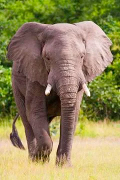 Wild african elephant Stock Photos