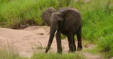 Wild African Elephant Walking on Sandy Path by Green Grass in Kruger Park Stock Footage 340397722