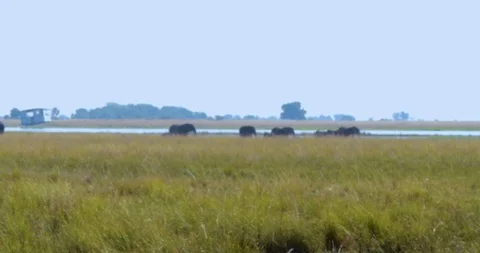 Wild African Elephants 動画素材 104965165